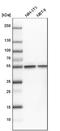 Tubulin Beta 1 Class VI antibody, NBP2-54728, Novus Biologicals, Western Blot image 