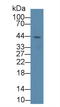 Protein-lysine 6-oxidase antibody, LS-C295235, Lifespan Biosciences, Western Blot image 