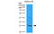 Interleukin 32 antibody, MBS831744, MyBioSource, Western Blot image 