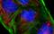Goat IgG antibody, A27012, Invitrogen Antibodies, Immunofluorescence image 
