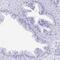 Placenta Enriched 1 antibody, PA5-64120, Invitrogen Antibodies, Immunohistochemistry frozen image 
