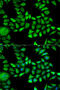 Annexin A5 antibody, 15-284, ProSci, Immunofluorescence image 