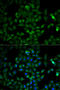Triosephosphate Isomerase 1 antibody, 18-722, ProSci, Immunofluorescence image 