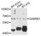 Gamma-Aminobutyric Acid Type A Receptor Beta3 Subunit antibody, abx135933, Abbexa, Western Blot image 