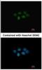 Methionine Adenosyltransferase 2B antibody, NBP2-17230, Novus Biologicals, Immunocytochemistry image 