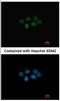 Methionine adenosyltransferase 2 subunit beta antibody, NBP2-17230, Novus Biologicals, Immunocytochemistry image 