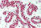 General Transcription Factor IIi antibody, MBS248025, MyBioSource, Immunohistochemistry frozen image 