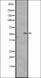 Somatostatin Receptor 2 antibody, orb335587, Biorbyt, Western Blot image 