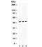 Hematopoietically Expressed Homeobox antibody, R32186, NSJ Bioreagents, Western Blot image 