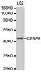 CCAAT Enhancer Binding Protein Alpha antibody, MBS125348, MyBioSource, Western Blot image 