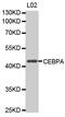 CEBPA antibody, MBS125348, MyBioSource, Western Blot image 