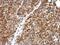Diphthamide Biosynthesis 2 antibody, NBP2-16219, Novus Biologicals, Immunohistochemistry paraffin image 