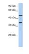 Phosphoinositide-binding protein PIP3-E antibody, orb325259, Biorbyt, Western Blot image 