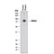 Protein S antibody, MAB4036, R&D Systems, Western Blot image 