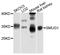 Single-Strand-Selective Monofunctional Uracil-DNA Glycosylase 1 antibody, abx136076, Abbexa, Western Blot image 