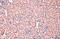 Homeobox C10 antibody, NBP2-16874, Novus Biologicals, Immunohistochemistry paraffin image 