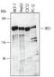 Insulin Receptor Substrate 1 antibody, AF3978, R&D Systems, Western Blot image 