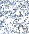 Even-Skipped Homeobox 1 antibody, PA1-24495, Invitrogen Antibodies, Immunohistochemistry paraffin image 
