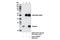 PTTG1 Regulator Of Sister Chromatid Separation, Securin antibody, 13445S, Cell Signaling Technology, Immunoprecipitation image 
