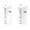 Collagen Beta(1-O)Galactosyltransferase 2 antibody, NBP1-90712, Novus Biologicals, Western Blot image 