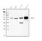 Carboxylesterase 1 antibody, M01741-1, Boster Biological Technology, Western Blot image 