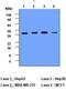 Cathepsin D antibody, GTX53801, GeneTex, Western Blot image 