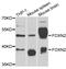 Forkhead Box N2 antibody, abx005420, Abbexa, Western Blot image 