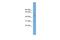 Eukaryotic Translation Initiation Factor 4A1 antibody, A03922-1, Boster Biological Technology, Western Blot image 