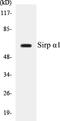 Signal Regulatory Protein Alpha antibody, EKC1523, Boster Biological Technology, Western Blot image 