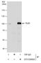 TLE Family Member 1, Transcriptional Corepressor antibody, GTX129993, GeneTex, Immunoprecipitation image 