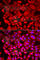 Signal Recognition Particle 19 antibody, A6752, ABclonal Technology, Immunofluorescence image 