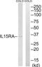 Interleukin 15 Receptor Subunit Alpha antibody, LS-C120501, Lifespan Biosciences, Western Blot image 
