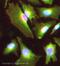 Protein Phosphatase 2 Catalytic Subunit Alpha antibody, ab32104, Abcam, Immunofluorescence image 