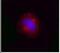 Valosin Containing Protein antibody, NBP1-39850, Novus Biologicals, Immunofluorescence image 
