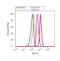 POU Class 2 Homeobox 2 antibody, PA5-16902, Invitrogen Antibodies, Flow Cytometry image 