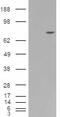 Premelanosome Protein antibody, 46-204, ProSci, Western Blot image 
