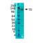 Solute Carrier Family 12 Member 5 antibody, OASE00240, Aviva Systems Biology, Western Blot image 