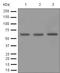 Protein Tyrosine Phosphatase Non-Receptor Type 6 antibody, ab124942, Abcam, Western Blot image 