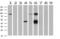 Glycine Amidinotransferase antibody, MA5-25607, Invitrogen Antibodies, Western Blot image 