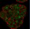 Cyclin Dependent Kinase Inhibitor 1B antibody, GTX34930, GeneTex, Immunofluorescence image 