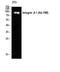Integrin Subunit Beta 1 antibody, A00772-1, Boster Biological Technology, Western Blot image 