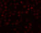 NADH:Ubiquinone Oxidoreductase Complex Assembly Factor 2 antibody, 5445, ProSci, Immunofluorescence image 