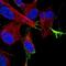 Chromogranin B antibody, NBP1-80781, Novus Biologicals, Immunofluorescence image 