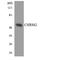 Muscarinic acetylcholine receptor M2 antibody, LS-C291800, Lifespan Biosciences, Western Blot image 