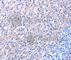 Epidermal Growth Factor antibody, A2720, ABclonal Technology, Immunohistochemistry paraffin image 