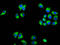 MARVEL domain-containing protein 3 antibody, LS-C680823, Lifespan Biosciences, Immunofluorescence image 