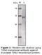 Lysine Acetyltransferase 5 antibody, LS-C47227, Lifespan Biosciences, Western Blot image 