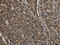 Histone Cluster 1 H2A Family Member H antibody, CSB-PA694551, Cusabio, Immunohistochemistry paraffin image 
