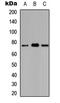 Ataxin 7 Like 2 antibody, LS-C354282, Lifespan Biosciences, Western Blot image 