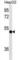 Thioredoxin Domain Containing 5 antibody, abx030195, Abbexa, Western Blot image 